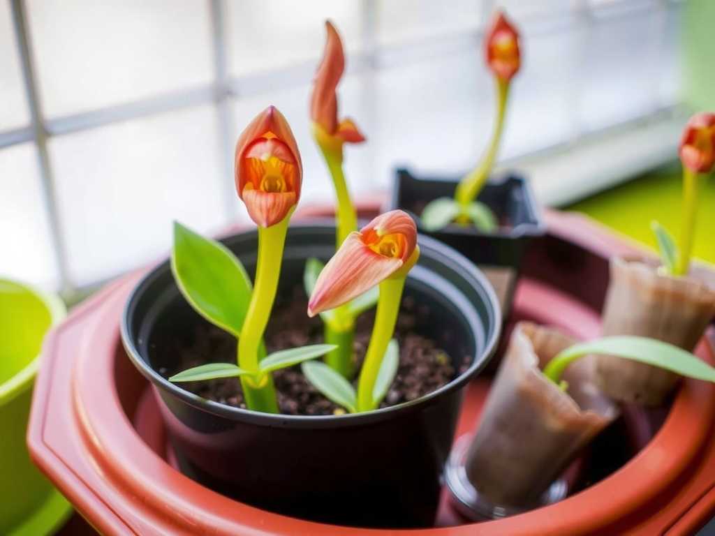 How to fix Sarracenia propagation problems: 5 cloning success solutions