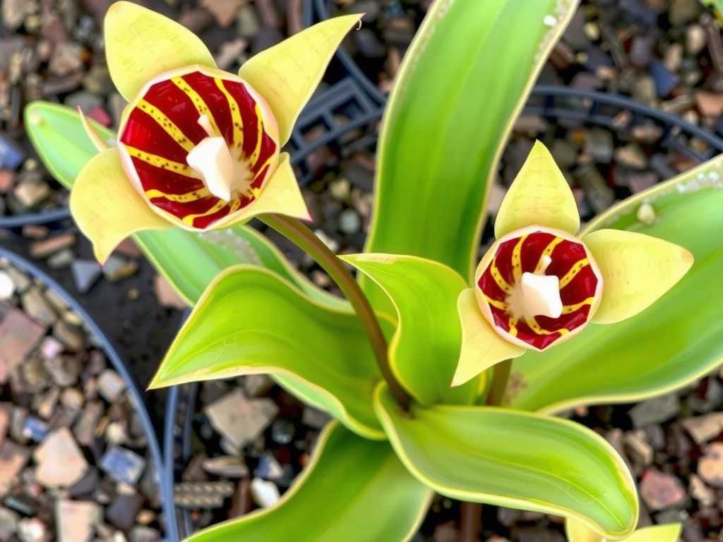 How to fix Sarracenia companion plant problems: 4 plant selection tips