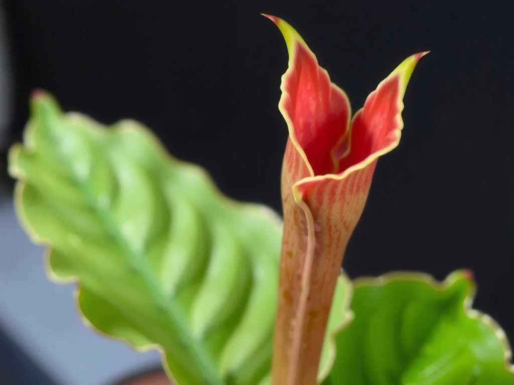 How to fix Sarracenia underwatering: 4 moisture restoration tricks