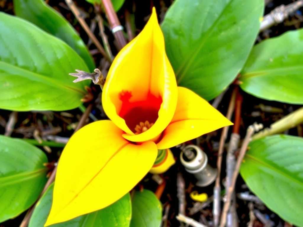 How to fix Sarracenia yellow leaves: 5 common causes & solutions(1)