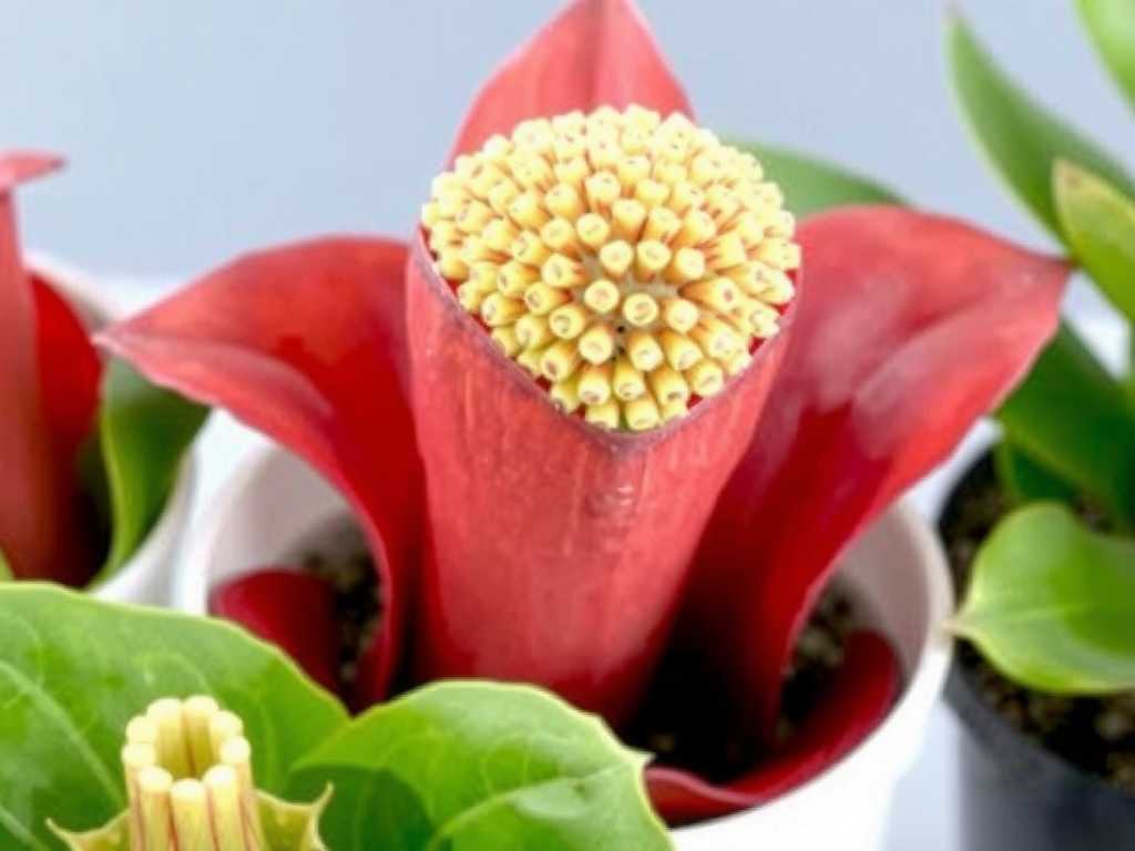 How to choose Sarracenia varieties for beginners: 7 foolproof tips