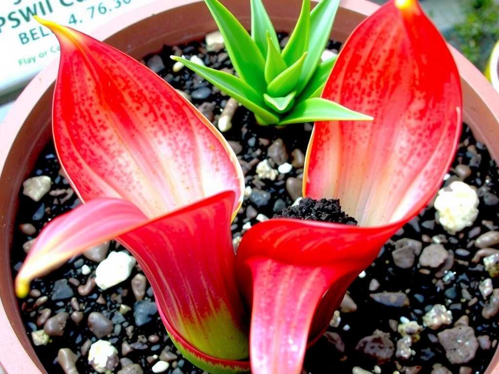 How to grow Sarracenia varieties in sandy soil: 5 moisture tricks(1)