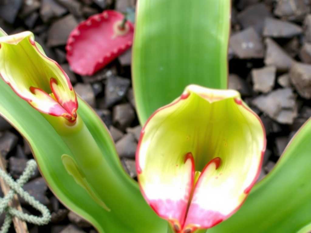 How to identify Sarracenia flava varieties: 4 subspecies tricks How to identify Sarracenia flava varieties: 4 subspecies tricks