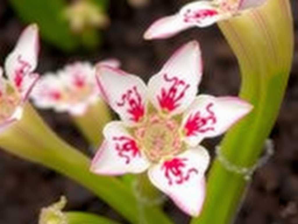 How to grow Sarracenia varieties from seeds: 7 germination tips